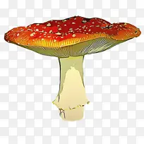 木耳 蘑菇 橙子-空若网 木耳 蘑菇 橙子-空若网