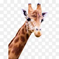 长颈鹿 长颈鹿科 陆生动物-空若网 长颈鹿 长颈鹿科 陆生动物-空若网