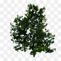 树木 植物 木本植物-空若网 树木 植物 木本植物-空若网