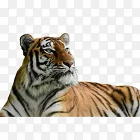 老虎 野生动物 孟加拉虎-空若网 老虎 野生动物 孟加拉虎-空若网