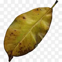 叶子 植物 树-空若网 叶子 植物 树-空若网