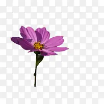 花 开花植物 植物-空若网 花 开花植物 植物-空若网