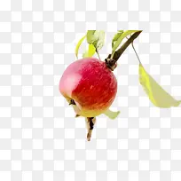 ˮ�ʻ� ���� ʪī-������