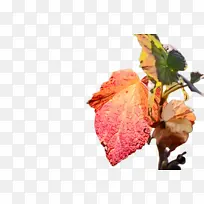 水彩画 颜料 湿墨-空若网 水彩画 颜料 湿墨-空若网