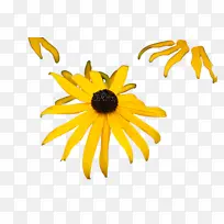 黄色 花 黑眼苏珊-空若网 黄色 花 黑眼苏珊-空若网