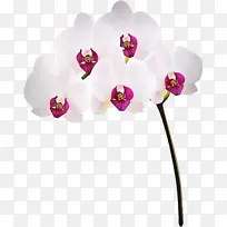 飞蛾兰花 花朵 粉色-空若网 飞蛾兰花 花朵 粉色-空若网