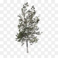 采购产品树 植物 木本植物-空若网 采购产品树 植物 木本植物-空若网