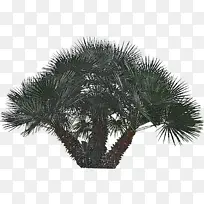 �ɹ���Ʒ�� ֲ�� ����-������