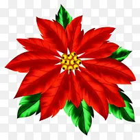 花 红色 一品红-空若网 花 红色 一品红-空若网