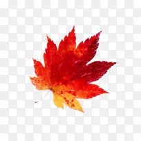 ��Ҷ Ҷ�� ��ɫ-������