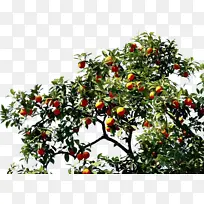 ˮ�ʻ� ���� ʪī-������