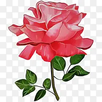 花朵 开花植物 花瓣-空若网 花朵 开花植物 花瓣-空若网