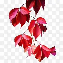 Ҷ�� ��ɫ ��-������