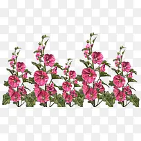 花卉 开花植物 植物-空若网 花卉 开花植物 植物-空若网