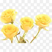 卡通 花园玫瑰 花朵-空若网 卡通 花园玫瑰 花朵-空若网