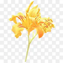 卡通 花卉 黄色-空若网 卡通 花卉 黄色-空若网