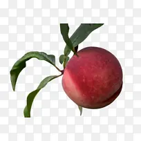 水果 植物 欧洲李-空若网 水果 植物 欧洲李-空若网