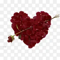 �� ��ɫ ֲ��-������