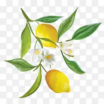 花 植物 开花植物-空若网 花 植物 开花植物-空若网