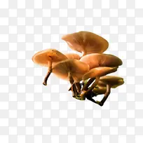 天然食品 西兰花 蔬菜-空若网 天然食品 西兰花 蔬菜-空若网