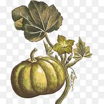 采购产品植物 叶 花-空若网 采购产品植物 叶 花-空若网