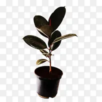 花 植物 叶-空若网 花 植物 叶-空若网