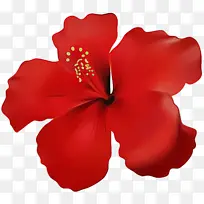 花瓣 芙蓉 红色-空若网 花瓣 芙蓉 红色-空若网