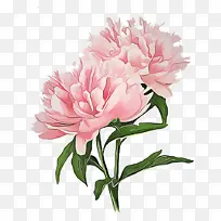 采购产品花 开花植物 植物-空若网 采购产品花 开花植物 植物-空若网