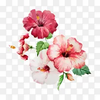 花卉 开花植物 花瓣-空若网 花卉 开花植物 花瓣-空若网