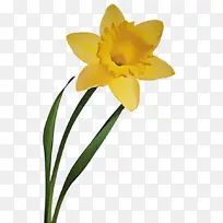 花 开花植物 黄色-空若网 花 开花植物 黄色-空若网