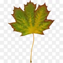 叶 树 枫叶-空若网 叶 树 枫叶-空若网
