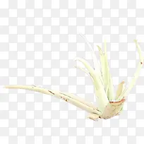 ��ͨ ֲ�� �ݿ�-������