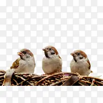 ��ɫ ���� ����-������