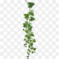 叶 植物 花-空若网 叶 植物 花-空若网