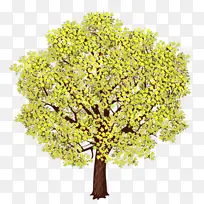 ��ͨ �� ֲ��-������