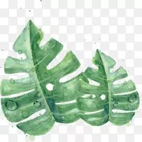 Ò¶Ë®²Ê»ÂÌɫƤ·ôË®²ÊÂÌÒ¶-¿ÕÈôÍø Ò¶Ë®²Ê»ÂÌɫƤ·ôË®²ÊÂÌÒ¶-¿ÕÈôÍø