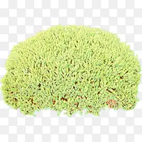 ��ͨ �� ֲ��-������