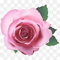 花园玫瑰 玫瑰 粉色-空若网 花园玫瑰 玫瑰 粉色-空若网