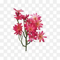 花 开花植物 植物-空若网 花 开花植物 植物-空若网