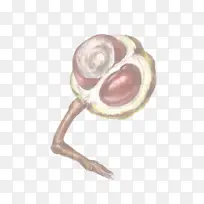 时尚配饰 珠宝 珍珠-空若网 时尚配饰 珠宝 珍珠-空若网