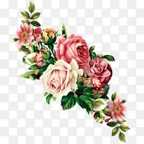 花卉 开花植物 切花-空若网 花卉 开花植物 切花-空若网