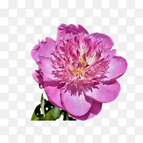 花 开花植物 花瓣-空若网 花 开花植物 花瓣-空若网