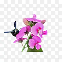 采购产品花 开花植物 植物-空若网 采购产品花 开花植物 植物-空若网