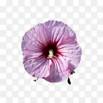 花 花瓣 紫罗兰-空若网 花 花瓣 紫罗兰-空若网