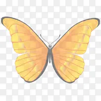 飞蛾和蝴蝶 蝴蝶 昆虫-空若网 飞蛾和蝴蝶 蝴蝶 昆虫-空若网