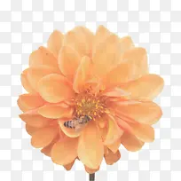 开花植物 花 花瓣-空若网 开花植物 花 花瓣-空若网