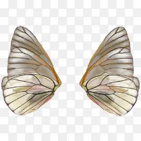 昆虫 蝴蝶 翅膀-空若网 昆虫 蝴蝶 翅膀-空若网