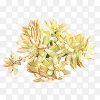 ��ͨ ���� ֲ��-������