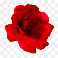 花朵 红色 花瓣-空若网 花朵 红色 花瓣-空若网