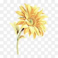 卡通 花卉 黄色-空若网 卡通 花卉 黄色-空若网